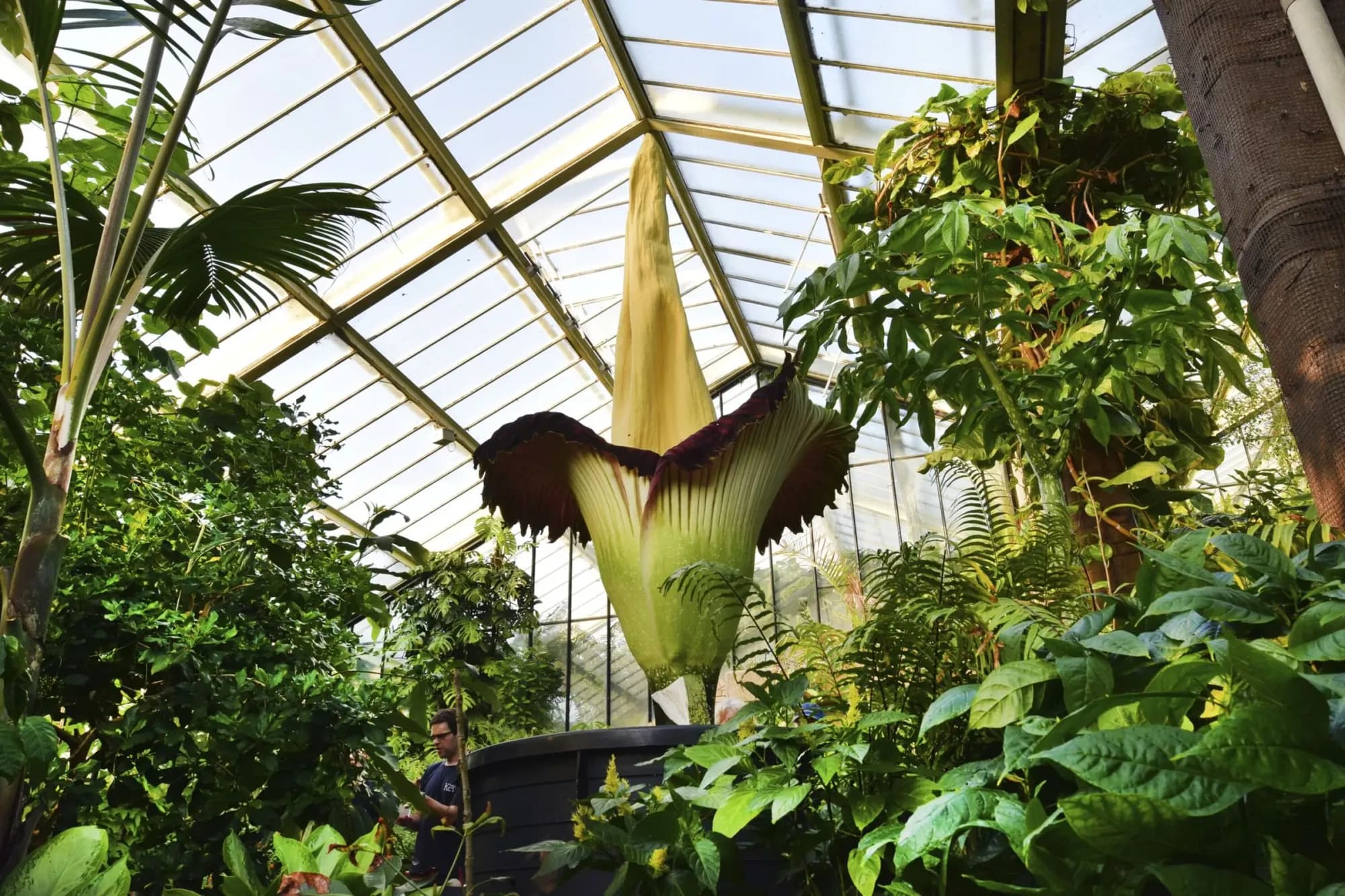 Corpse Flower (Amorphophallus titanum) plant