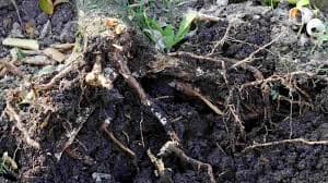 Rotting Process of the Roots