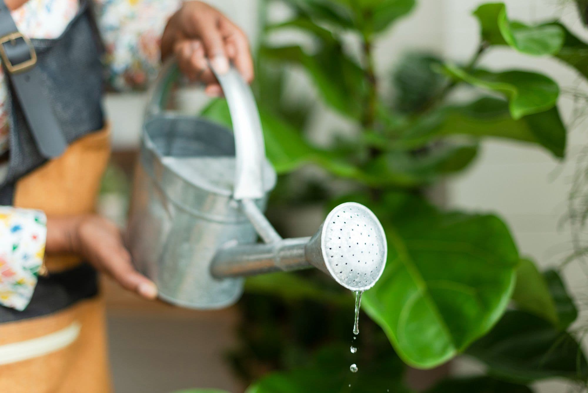 Overwatering vs Underwatering: How to Tell the Difference