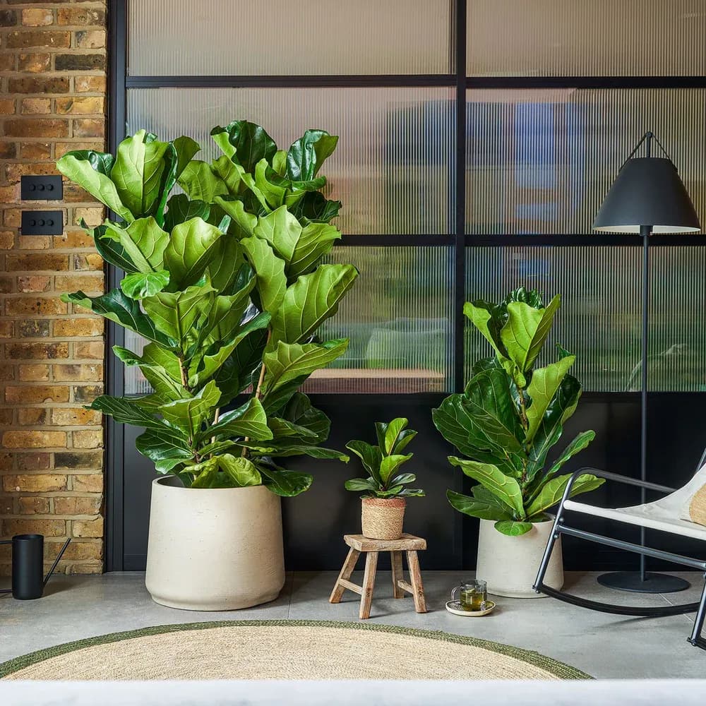 Fiddleleaf Fig
