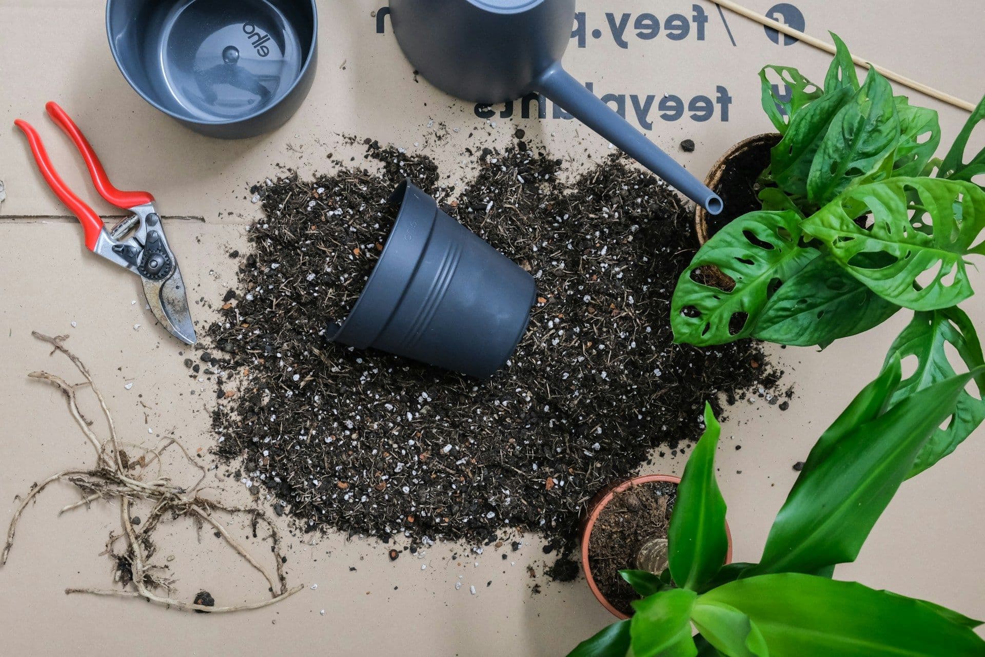 How to Repot a Plant: A Step-by-Step Guide