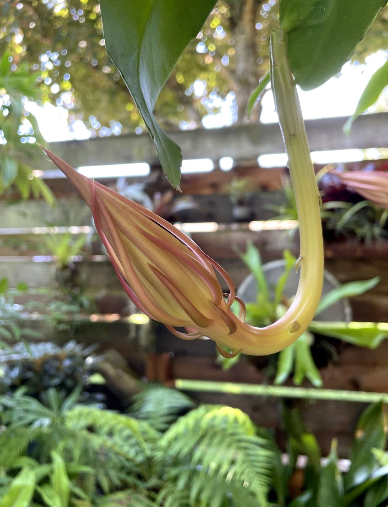 No Blooms