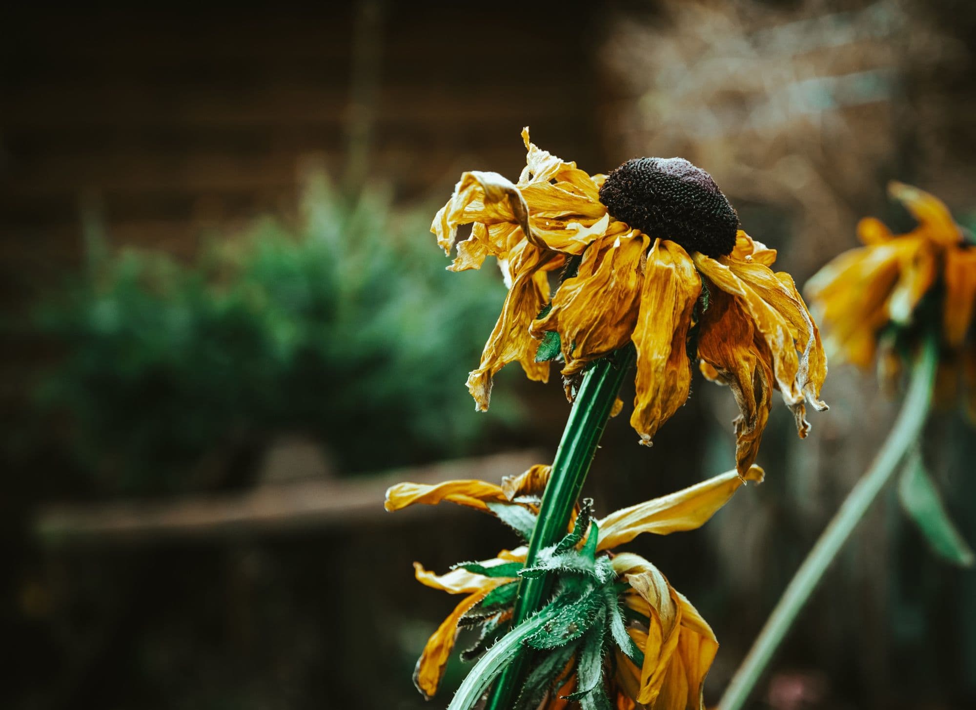 How to Tell if a Plant Is Dead