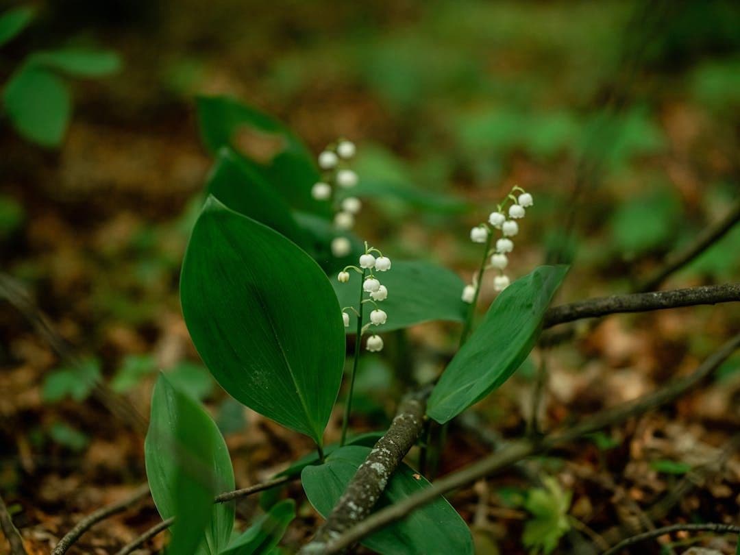 Perennials Identifier