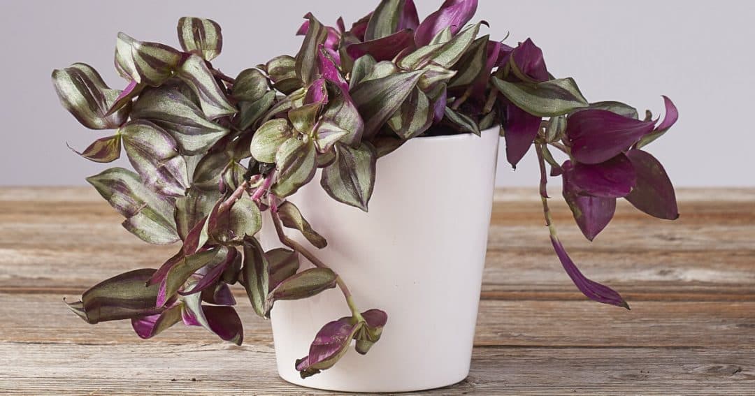 Tradescantia pendula
