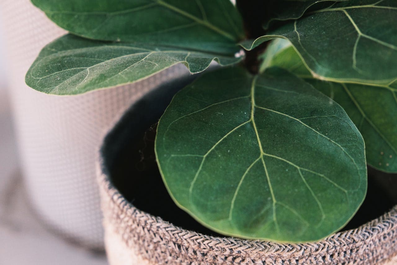 Leaves