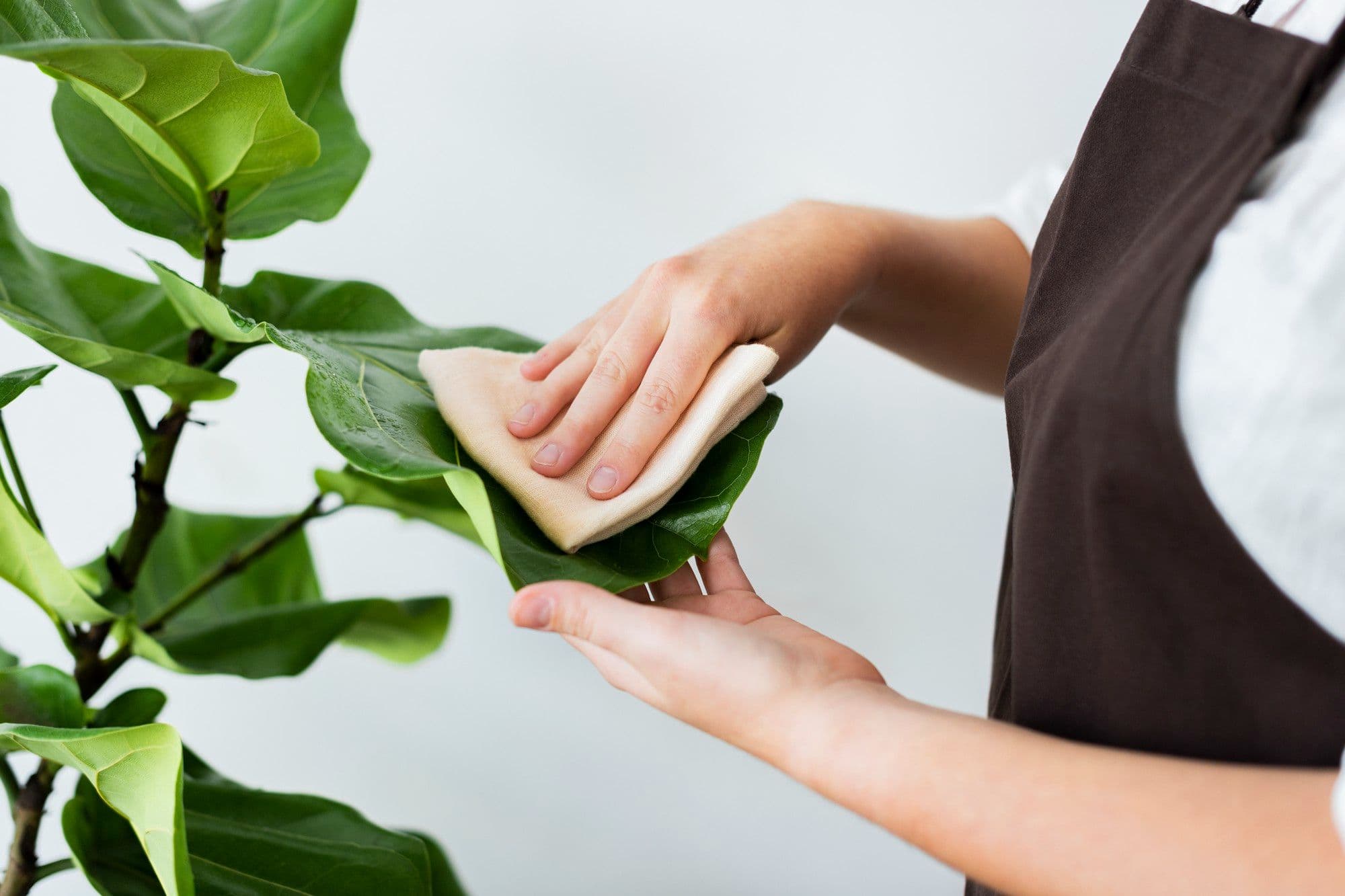 How to Clean Plant Leaves: A Simple Care Guide