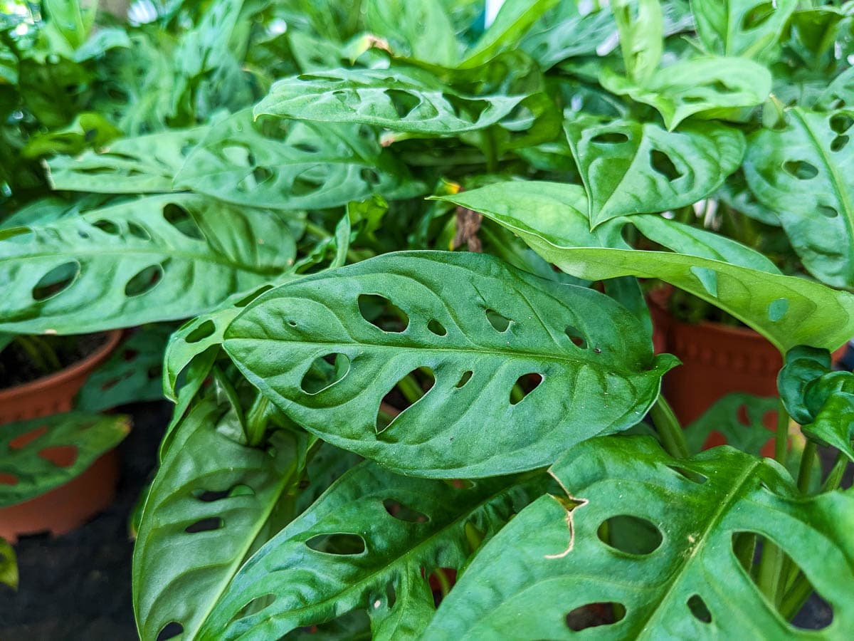 Swiss Cheese Vine