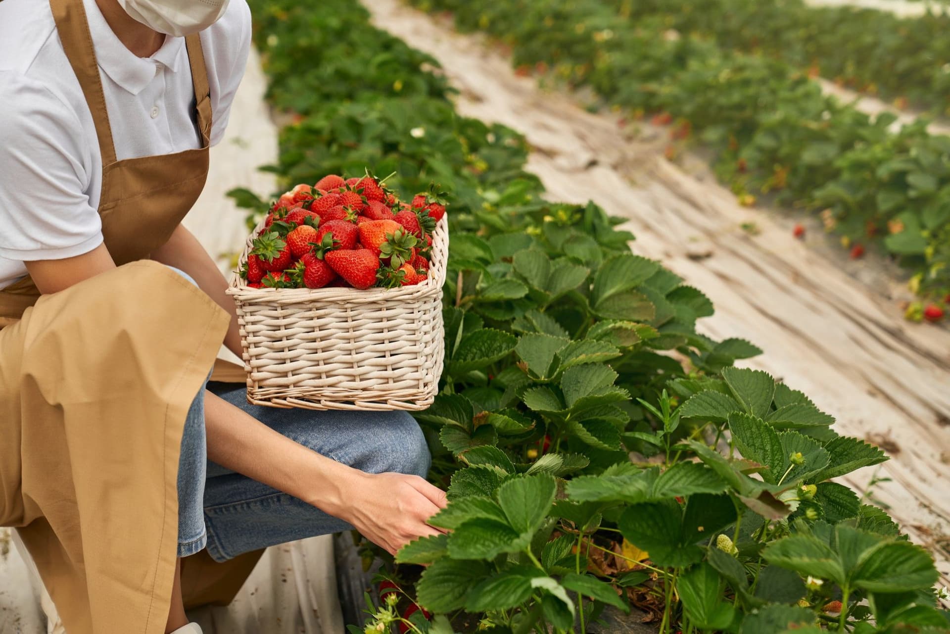 Scientists Develop Reusable Artificial Strawberry Stems to Improve Robotic Harvesting