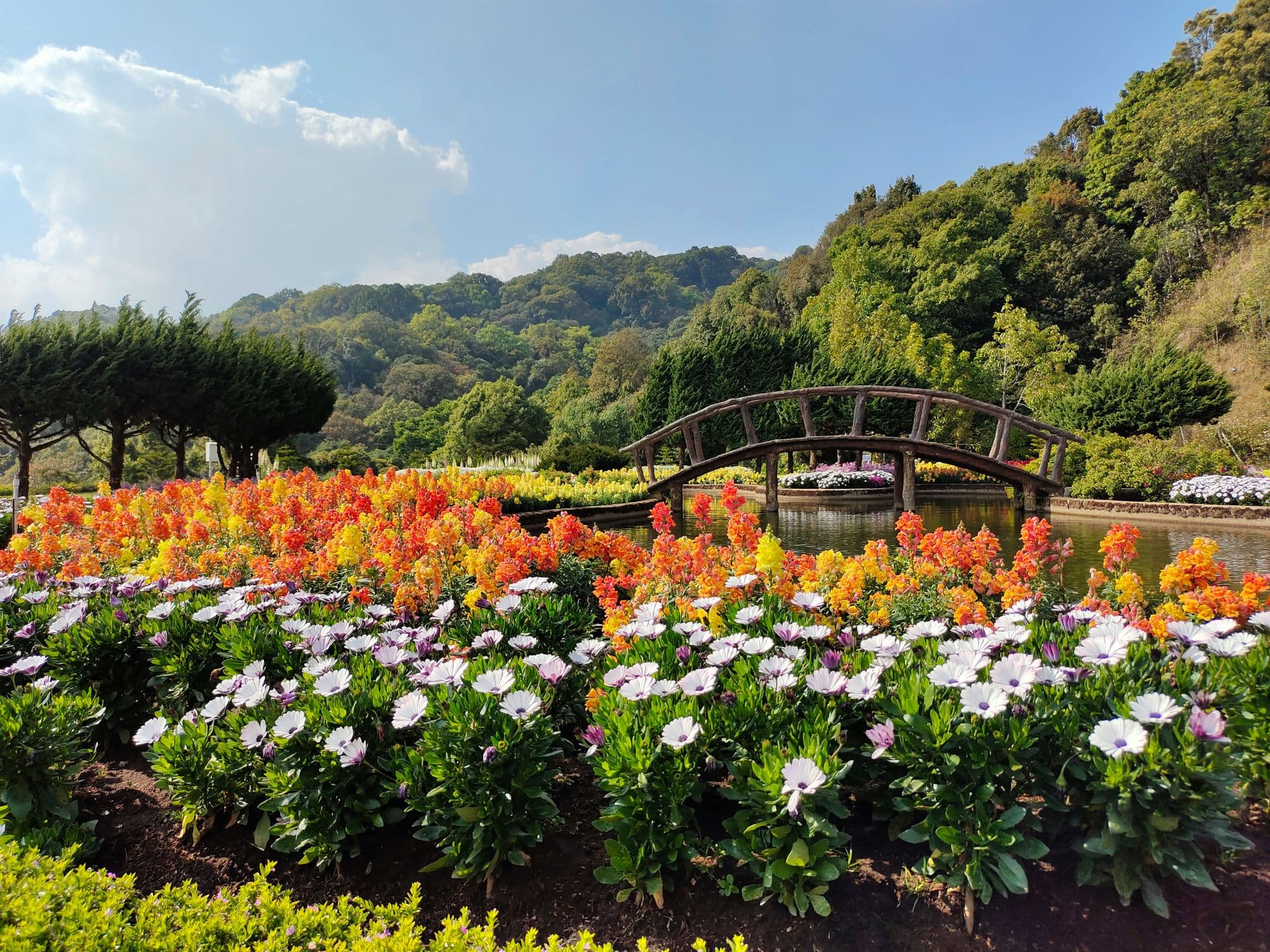 10 Easy Garden Flowers to Grow