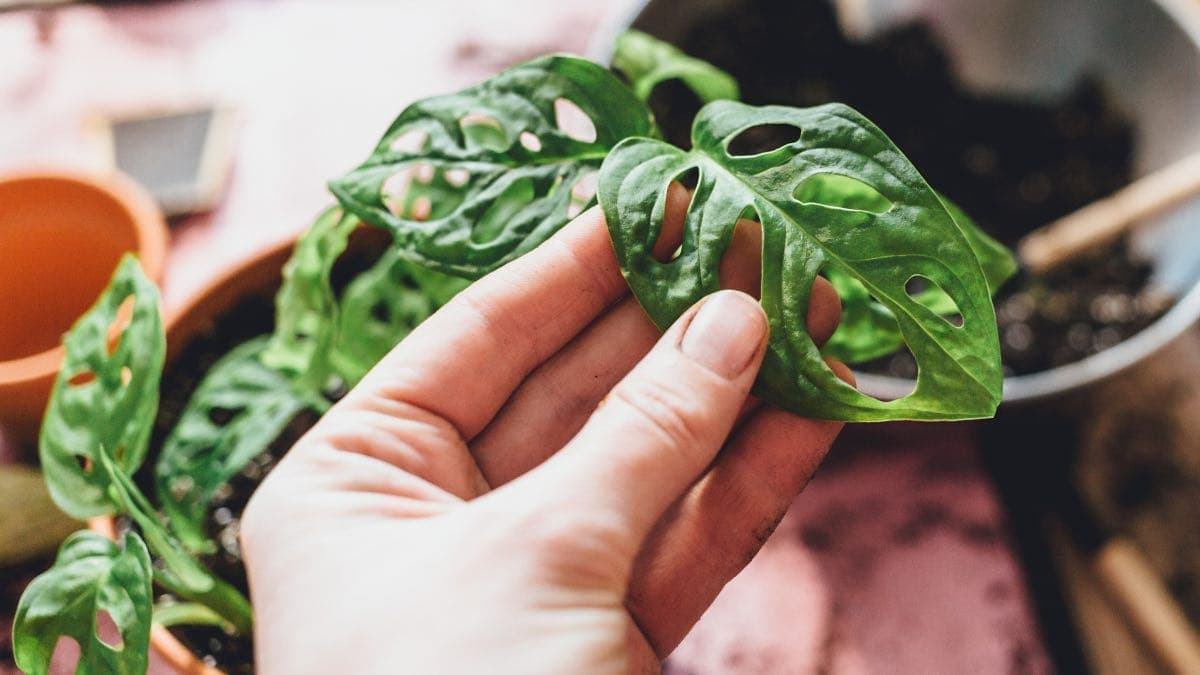 Monstera adansonii leaves