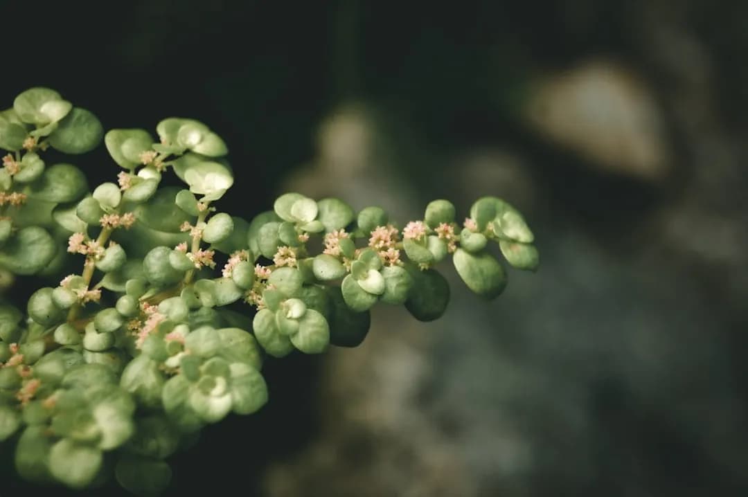 Portulacaria afra