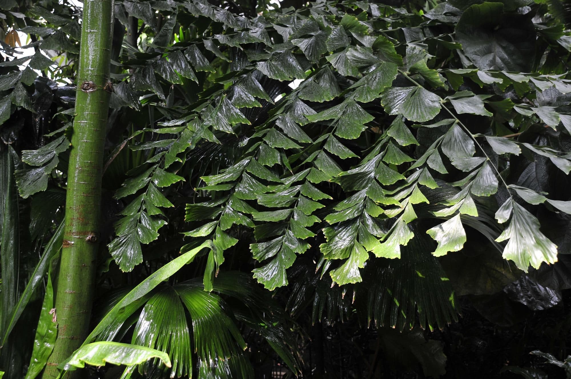 Climate Change Could Reshape the Plant Life of the Amazon