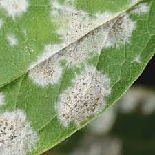 Powdery Mildew