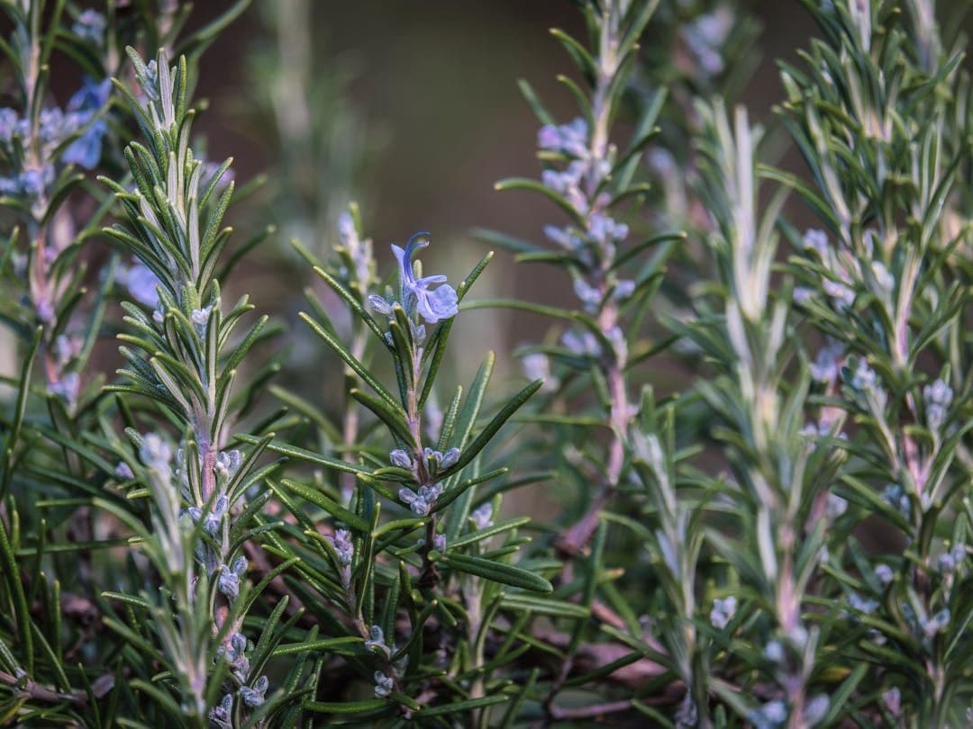Herbs Identifier