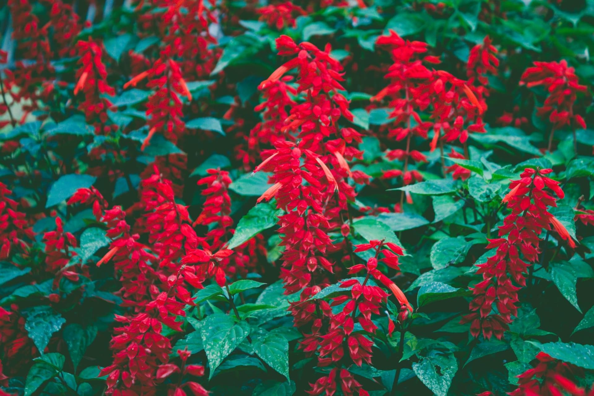 20 Funny Plant Names That Make You Laugh