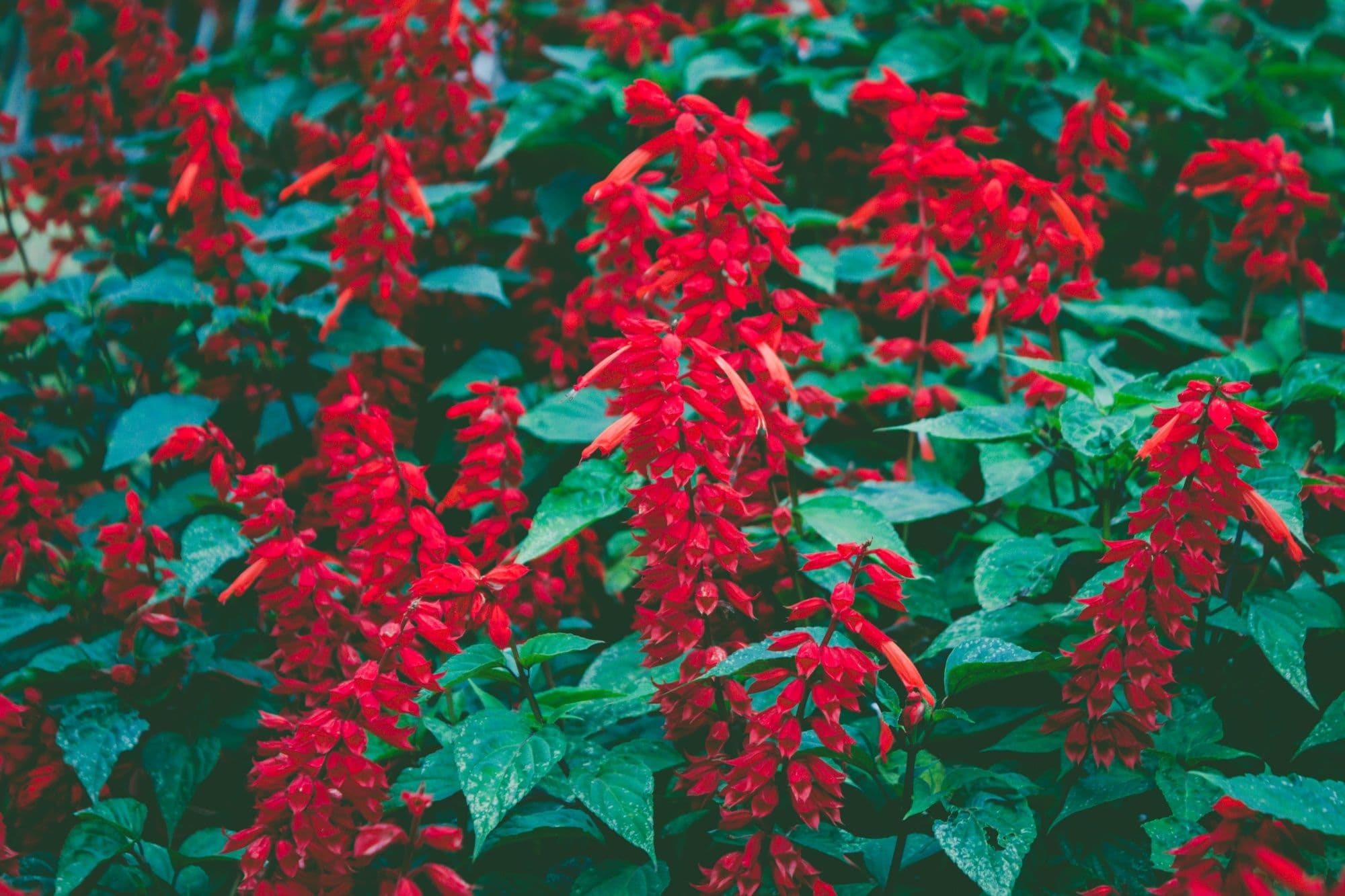 20 Funny Plant Names That Make You Laugh