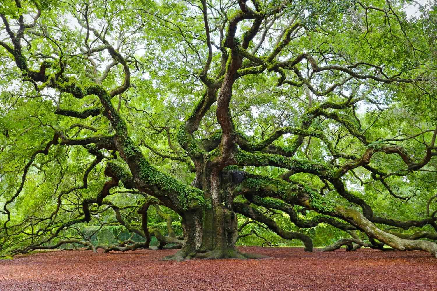 Hidden Carbon Power of Trees