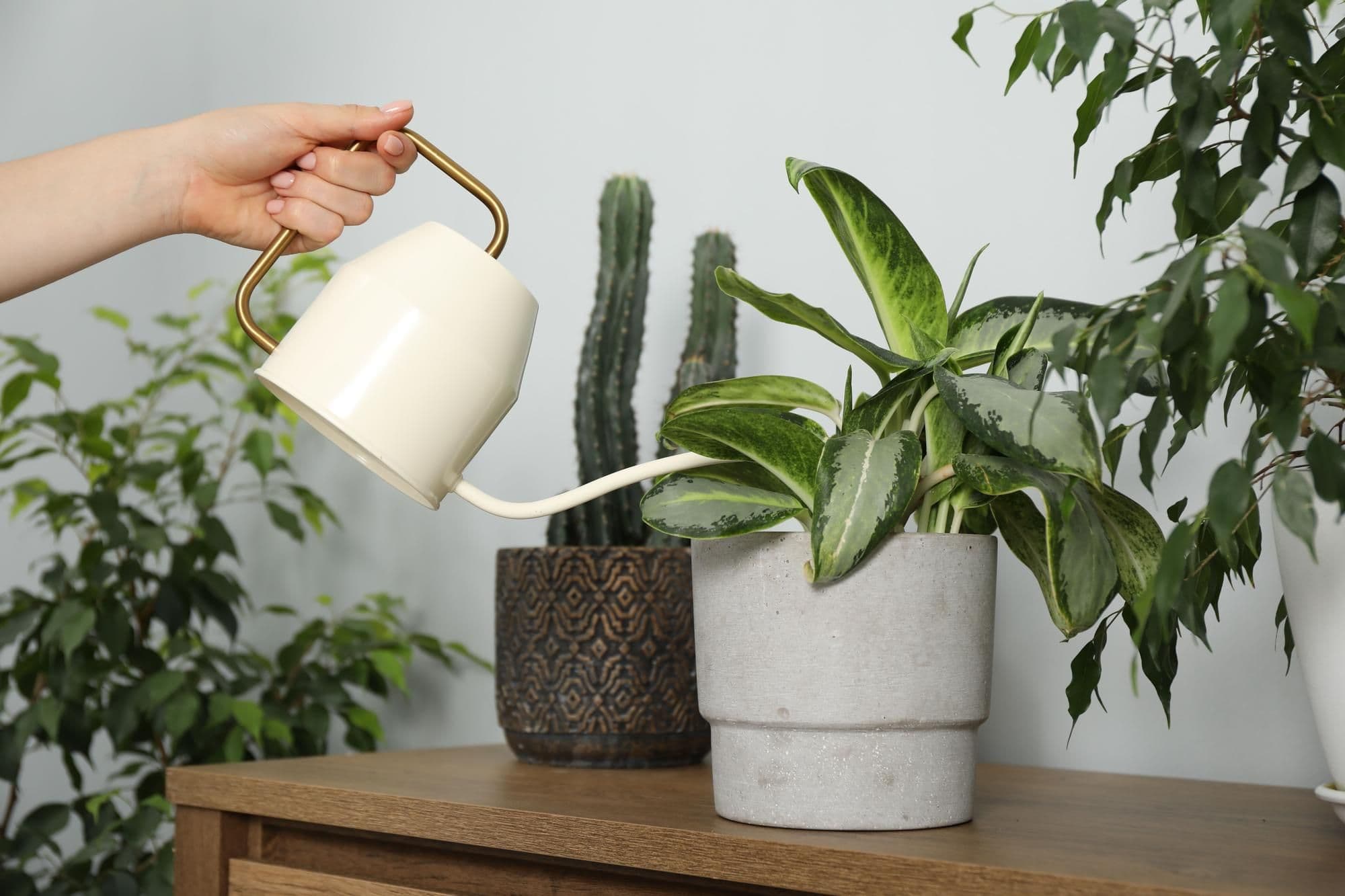 How to Water Houseplants: Watering Guide