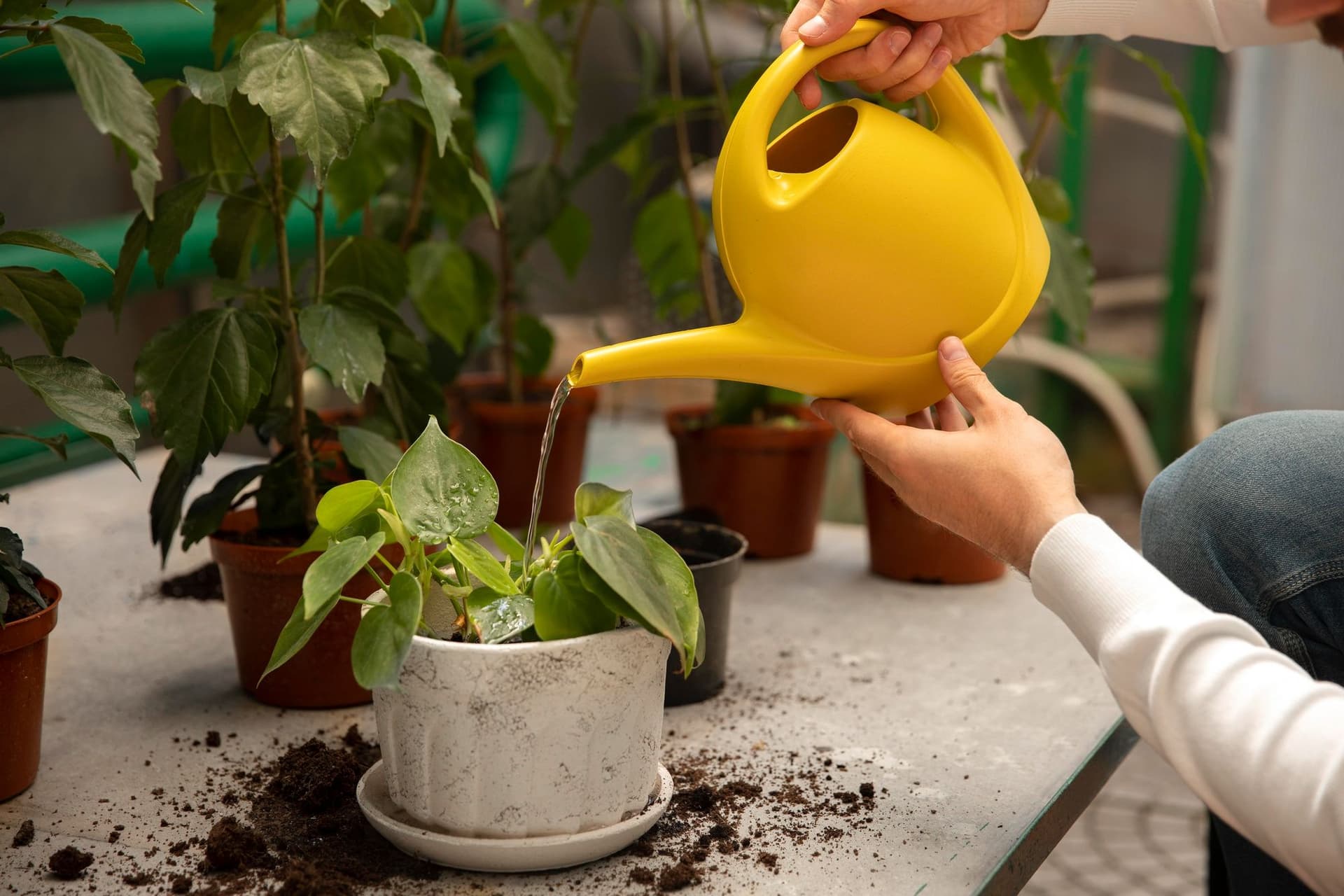 Best Plant Watering App: 7 Apps for Reminders and Schedules