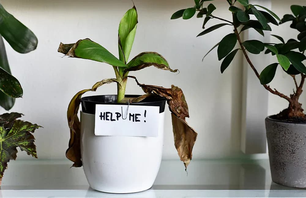 Overwatering Stress