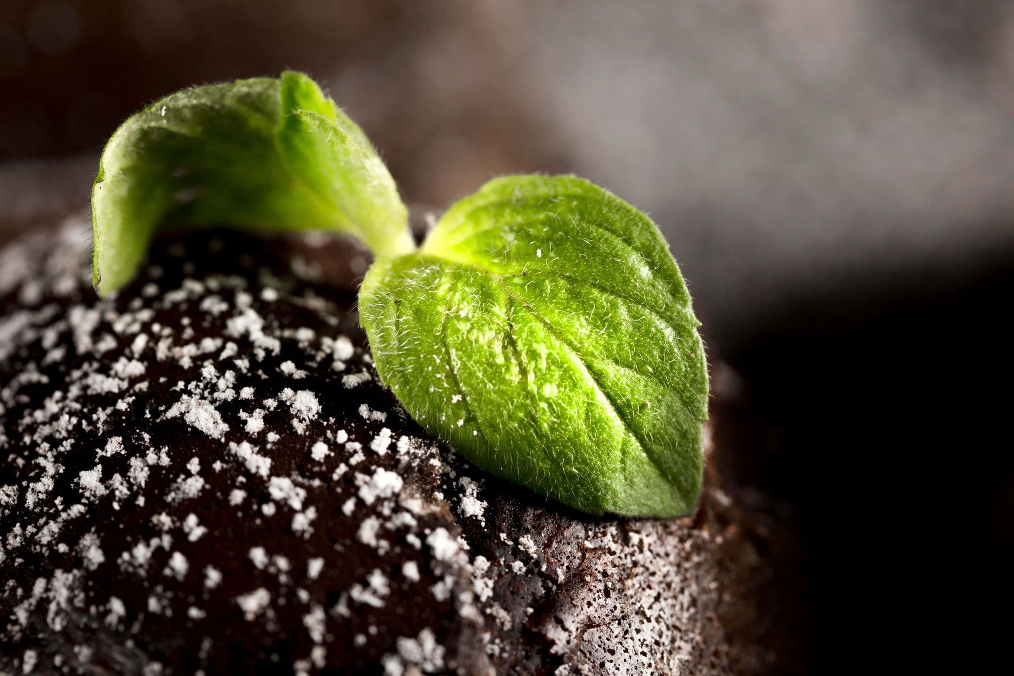 What Plants Don't Like Epsom Salt?