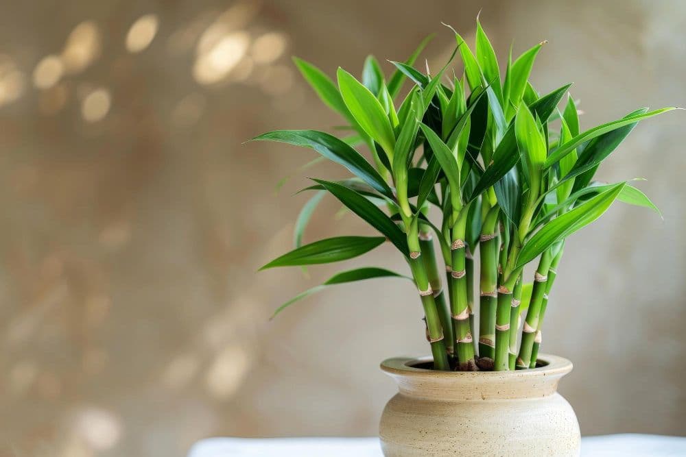Lucky Bamboo (Dracaena sanderiana) plant