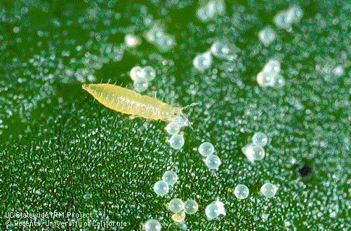 Thrips