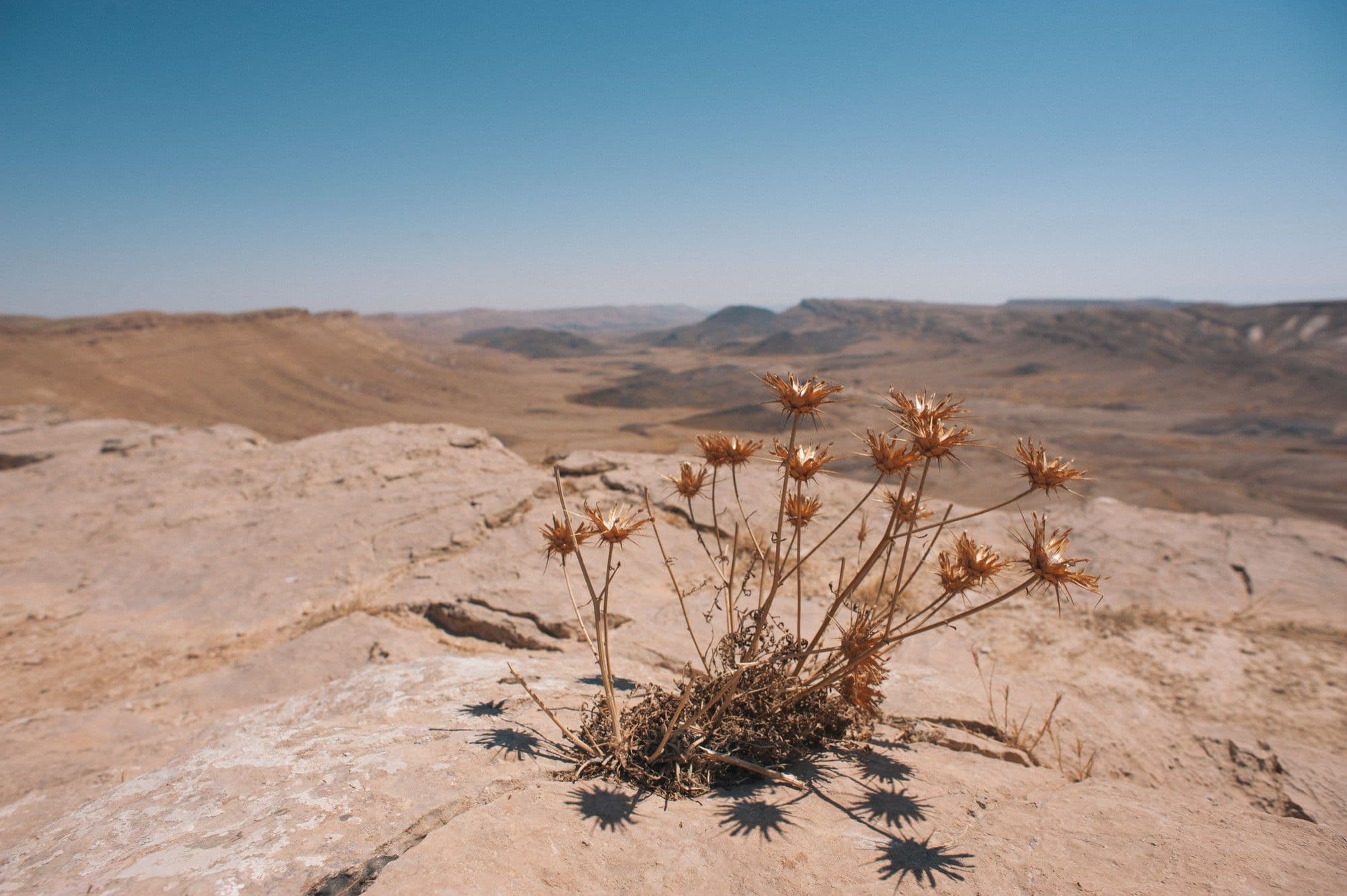 Scientists Identified the Gene That Lets Crops Hit "Pause" During a Drought