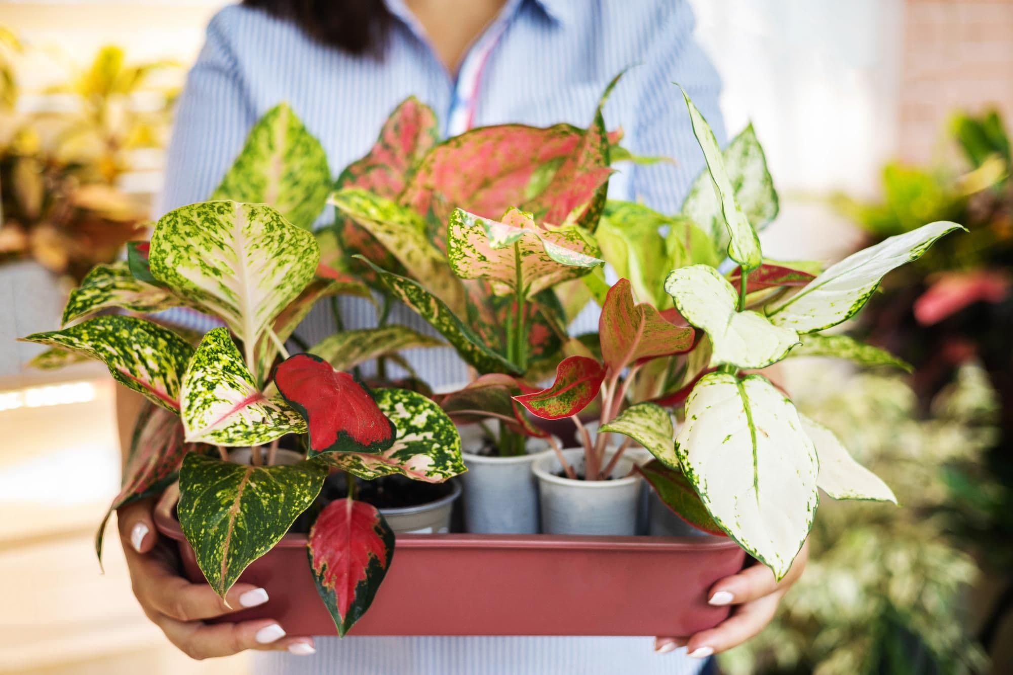 12 Most Wanted Rare Houseplants to Grow at Home