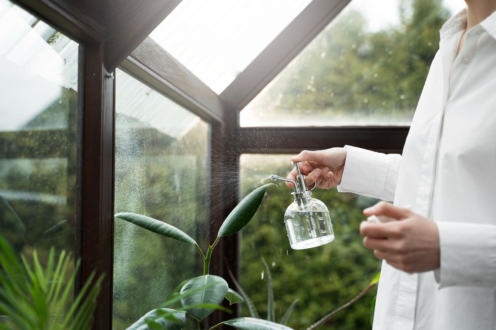 How to Increase Humidity for Plants – 8 Simple Ways That Work