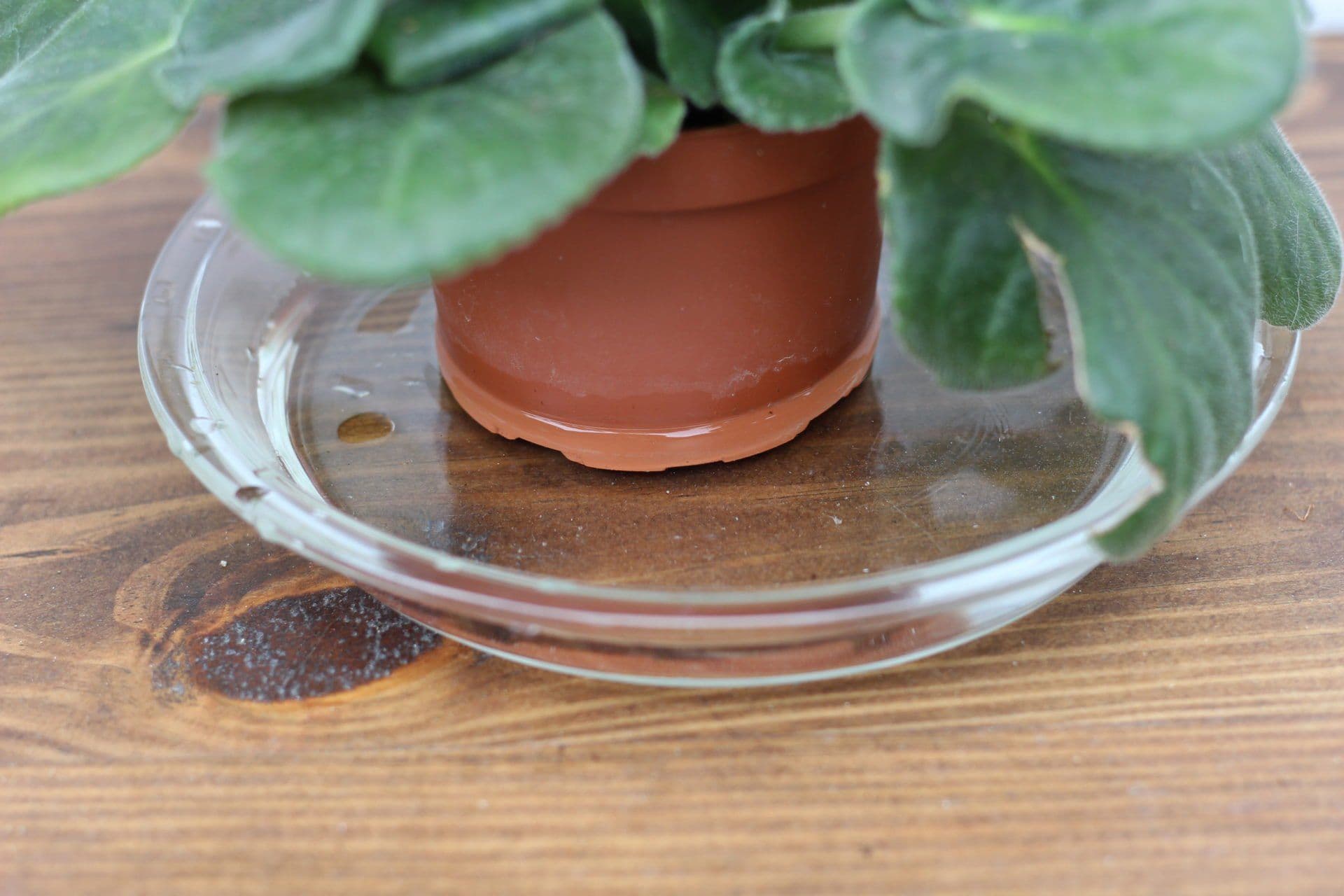 How to Bottom Water Plants: Complete Guide
