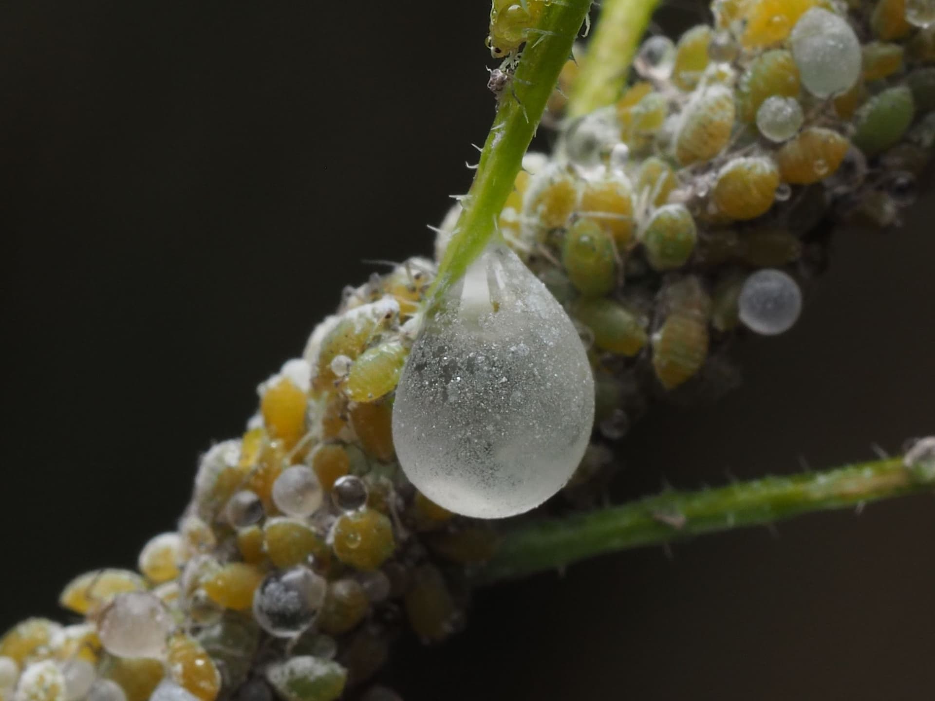 How to Get Rid of Aphids on Plants