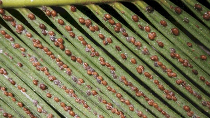 Scale Insects