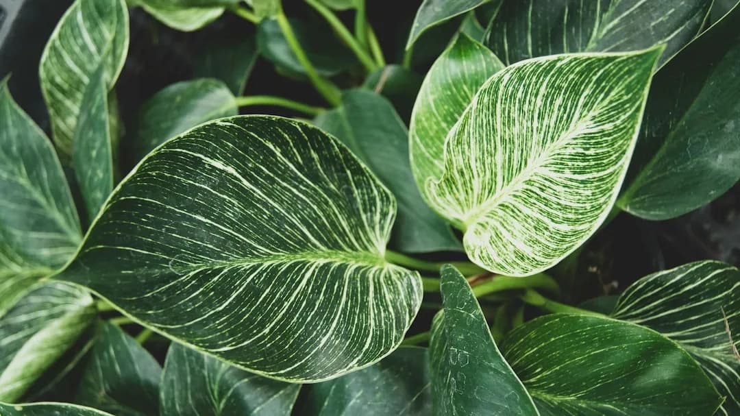 Philodendron (Philodendron 'Birkin') plant