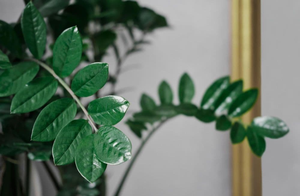 ZZ plant