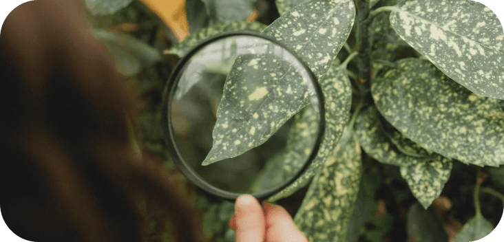 Plant health check preview