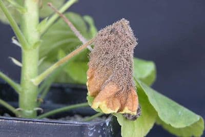 Botrytis Blight