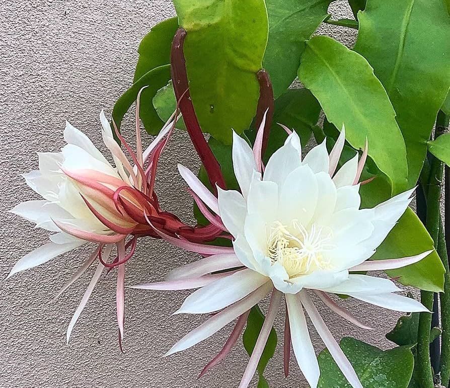 Epiphyllum oxypetalum flowers