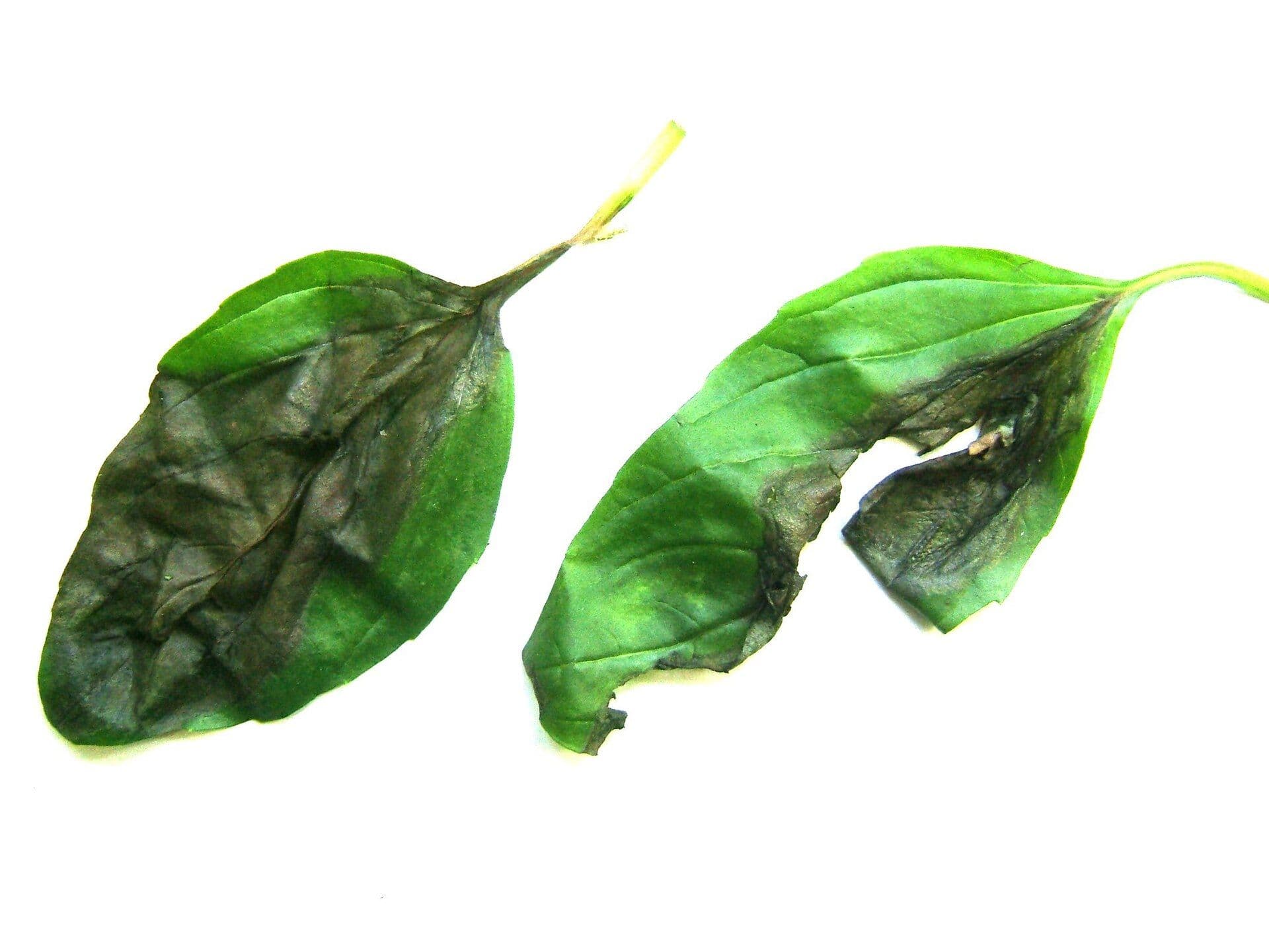 Black Spots on Basil Leaves: What Your Herb Is Trying to Tell You
