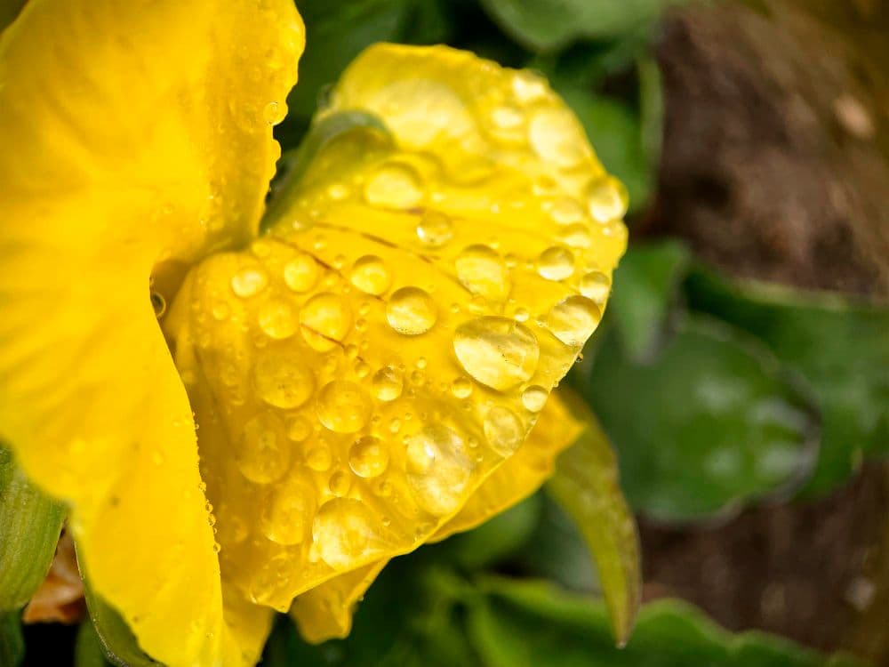 5 Common Reasons Hydrangea Leaves Turn Yellow