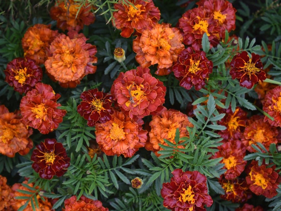 Annuals Identifier