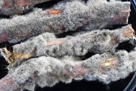 Botrytis (Grey Mould)