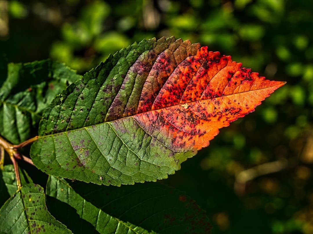 Leaves Identifier