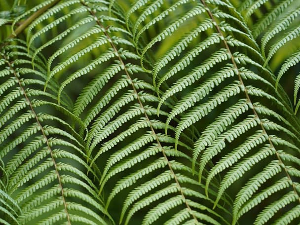 Tasmanian tree fern