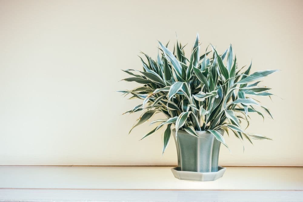 Dracaena in the pot