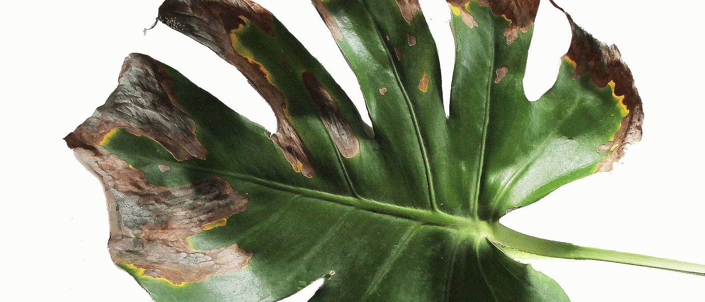 Brown Marks on the Leaves