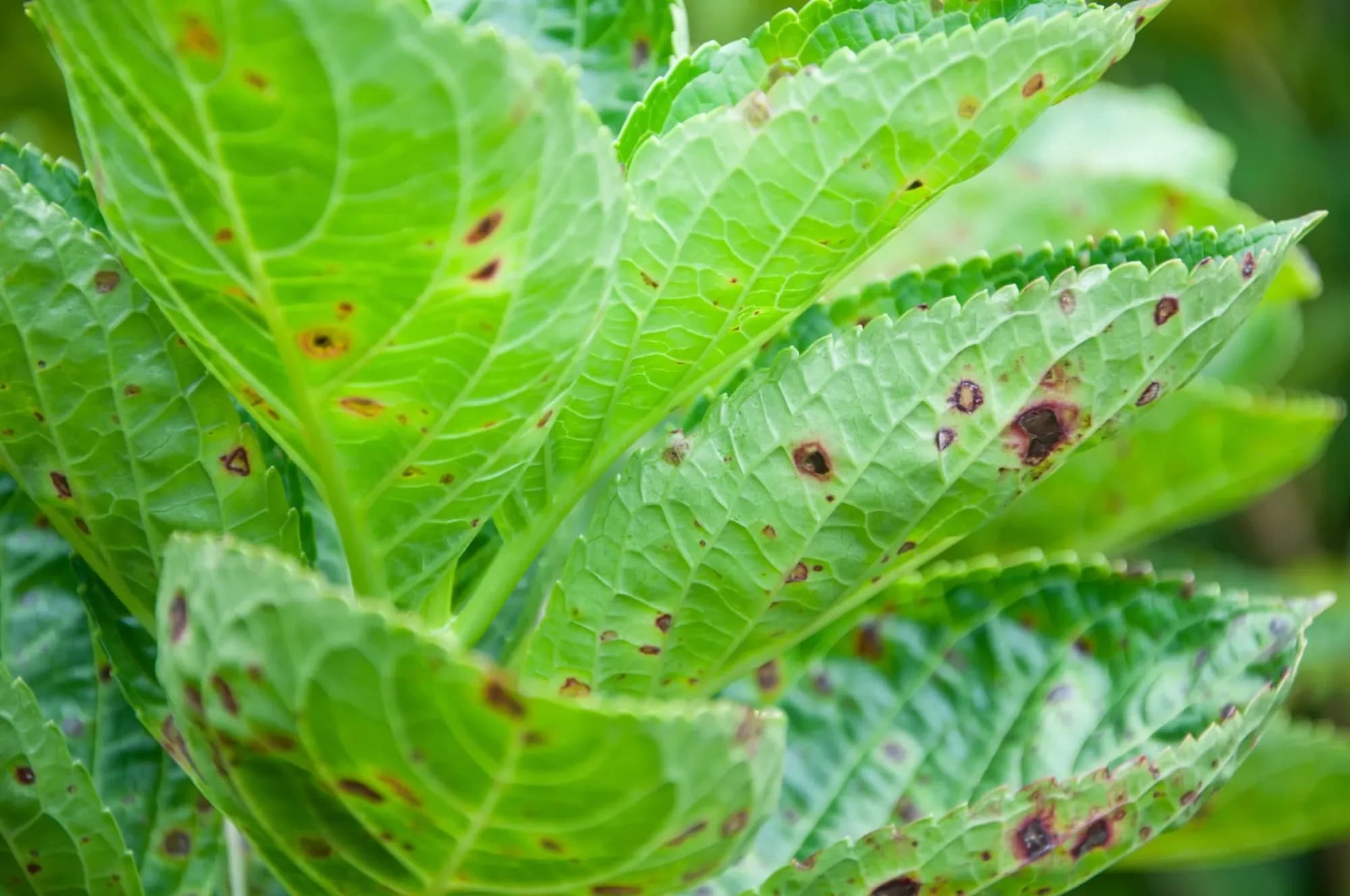 Top 5 Causes of Brown Spots on Hydrangea Leaves