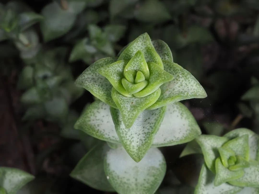 String of Buttons (Crassula perforata) plant