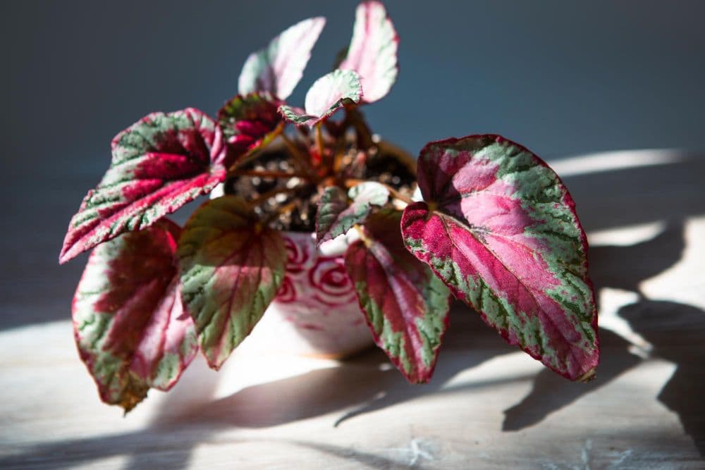 Begonia in a pot